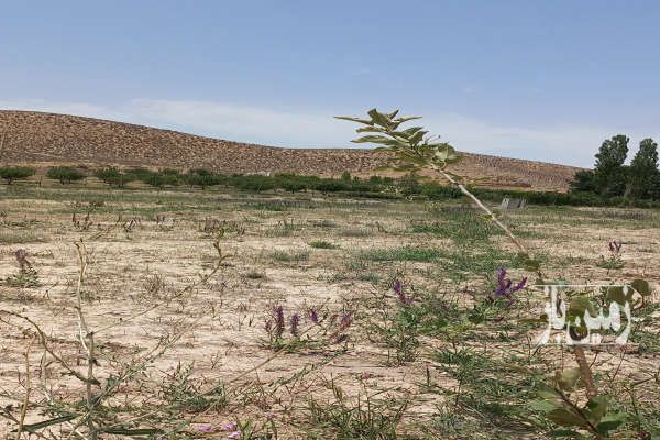 فروش زمین ۳۳۰۰ متر در فیروزکوه ابتدای جاده ارجمند-2