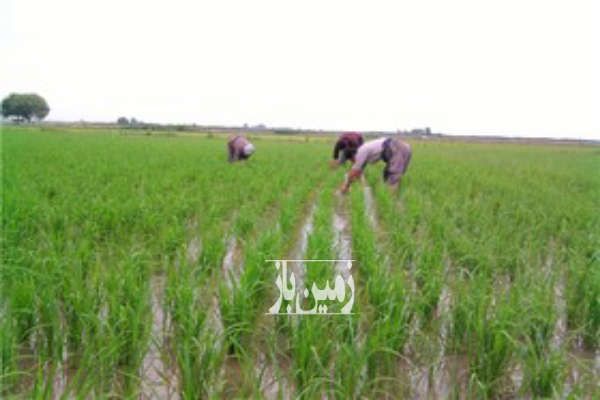 فروش زمین دو هکتار کشاورزی عباس اباد روستای ولیکستان-2