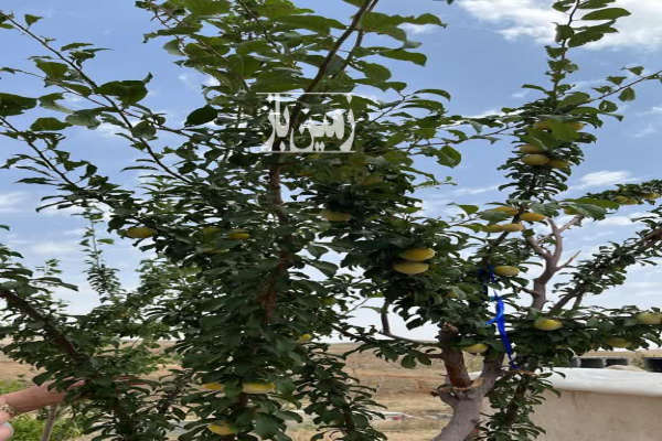 فروش زمین در سربندان دماوند جاده گاز ۱۰۰۰ متر-2