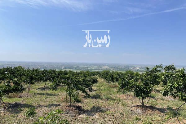 فروغباغ نارنگی ژاپنی با ویو زیبا در ارطه ۱۰۰۰ متر-1