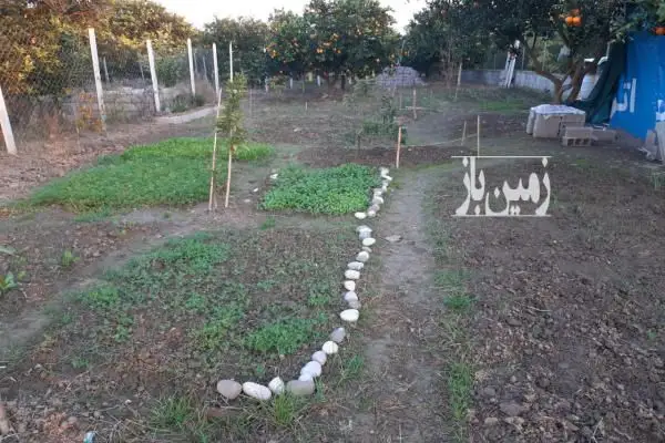 فروش باغ دوبر ۳۴۸ متری قائمشهر جاده کیاکلا خراط کلا - تصویر 3