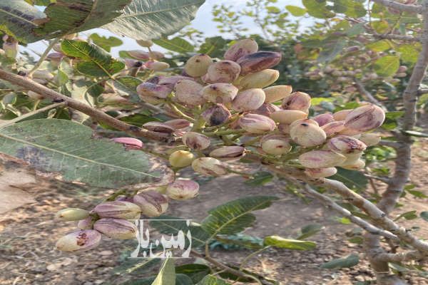 فروش باغ پسته در بویین زهرا ۵۰۰۰ متر-1