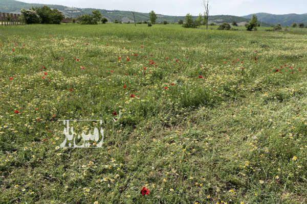 فروش زمین کشاورزی در کجور پول لرگان ۷۵۰۰ متر-3