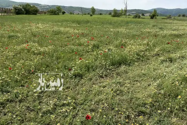 فروش زمین کشاورزی در کجور پول لرگان ۷۵۰۰ متر - تصویر 2