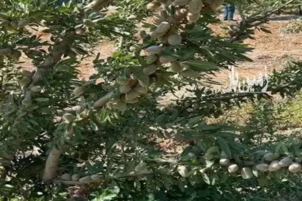 فروش باغ بادام و میوه در اقبالیه قزوین ۱۴۰۰۰ متر-1