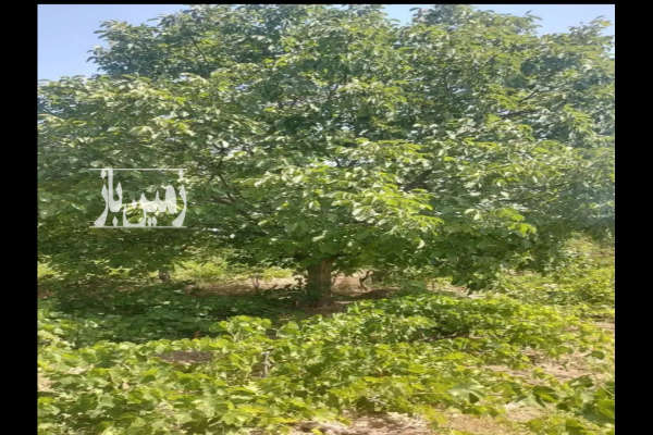فروش باغ تاکستان به سمت جاده نیکویه رشت ۵۰۰۰ متر-2