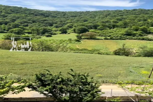زمین مسکونی ییلاقی جنگلی ۳۰۰ متر در روستای رسبرم - تصویر 4