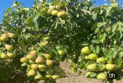 فروش باغ گلابی با ۱۰۰۰۰ متر زمین در سودجان