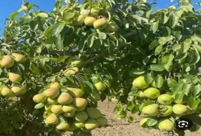 فروش باغ گلابی با ۱۰۰۰۰ متر زمین در سودجان