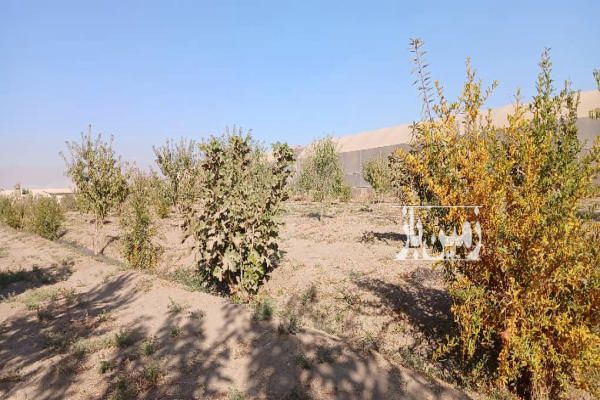 زمین کشاورزی همراه ۱۵۰۰ اصله درخت-1