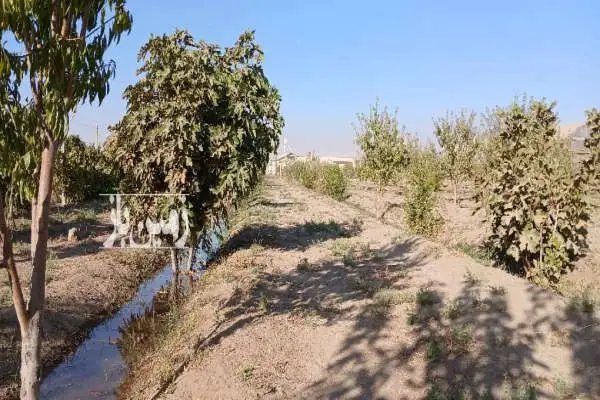 زمین کشاورزی همراه ۱۵۰۰ اصله درخت - تصویر 2