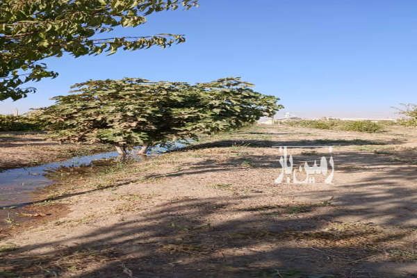 زمین کشاورزی همراه ۱۵۰۰ اصله درخت-3