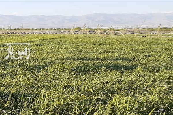 فروش فوری زمین کشاورزی تهراندشت روستای قنبر آباد ۱۰۰۰ متر-1