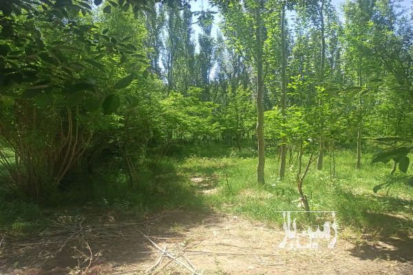 فروش باغ روستای گردشگری هونجان شهرضا ۱۳۰۰ متر-1