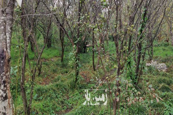 فروش زمین باغی مسکونی در روستای صیقل کومه ۸۵۰ متر-1
