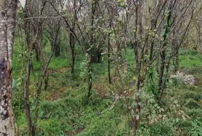 فروش زمین باغی مسکونی در روستای صیقل کومه ۸۵۰ متر