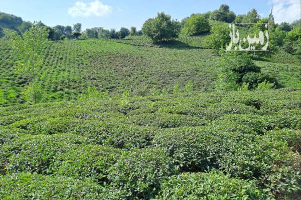 فروش ۱۱هزار متر باغ چای در روستای چالاکش املش-1