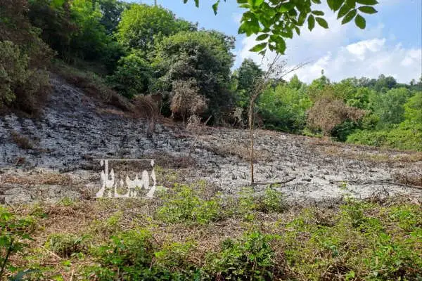 فروش ۱۱هزار متر باغ چای در روستای چالاکش املش - تصویر 2