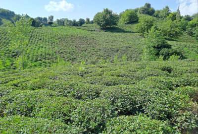 فروش ۱۱هزار متر باغ چای در روستای چالاکش املش