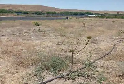 فروش باغ در جاده انهر روستای گوزگوند ۱۰۰۰ متر