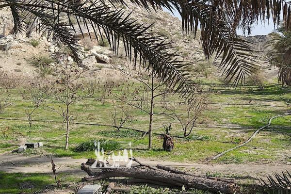 زمین زراعی ۱۳۰۰۰ متر واقع در صحرا رود رودان-2