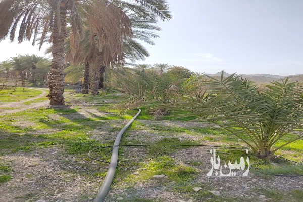 زمین زراعی ۱۳۰۰۰ متر واقع در صحرا رود رودان-3