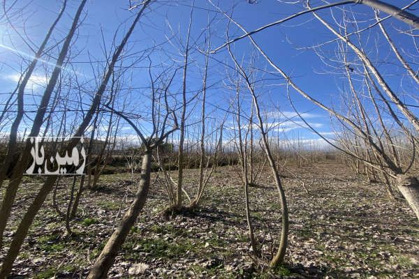 فروش زمین مسکونی صومعه سرادضیابر روستای سارمه ۲۵۰۰ متر-1