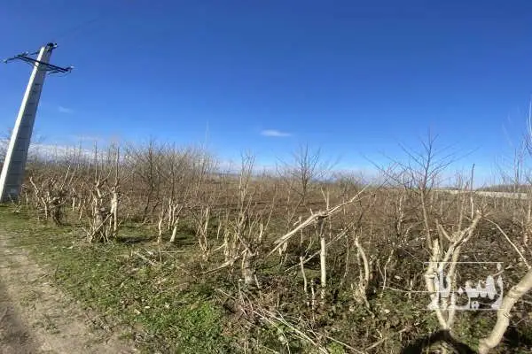 فروش زمین مسکونی صومعه سرادضیابر روستای سارمه ۲۵۰۰ متر - تصویر 2