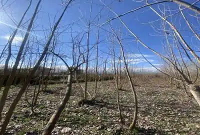 فروش زمین مسکونی صومعه سرادضیابر روستای سارمه ۲۵۰۰ متر