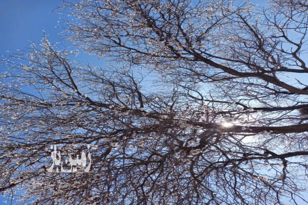 باغ فروشی تاکستان ۱۵۰۰ متری-3
