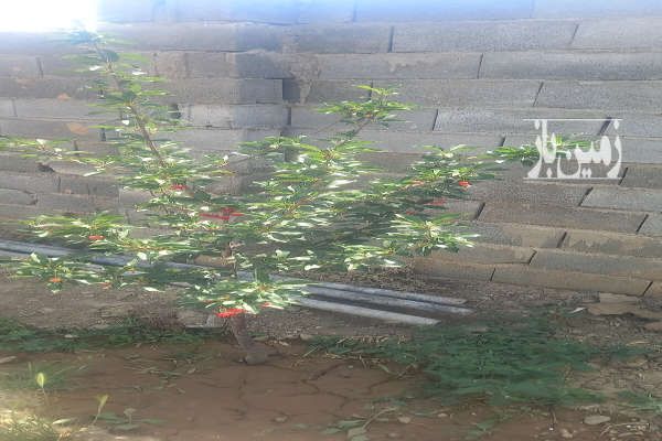 باغچه ۳۰۰ متری ابتدای ابسرد-3