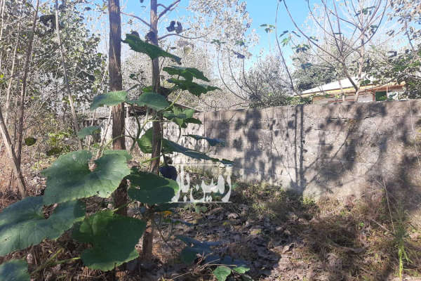 فروش زمین باغی صومعه سرا ضیابر روستای نوپاشان ۱۰۰۰ متر-1