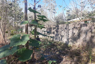 فروش زمین باغی صومعه سرا ضیابر روستای نوپاشان ۱۰۰۰ متر