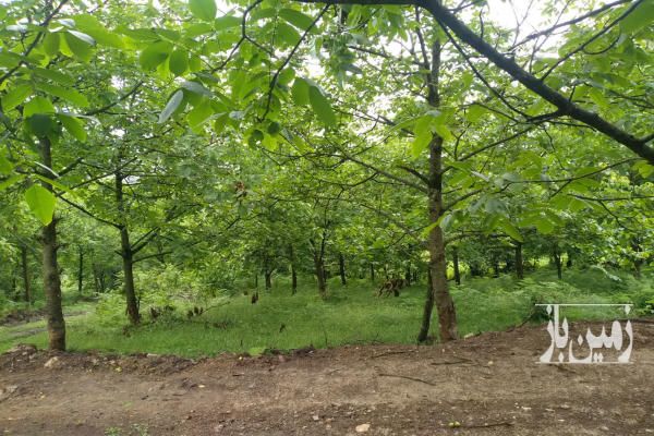 زمین دارای ویو جنگلی در مازندران چمستان لاویج ۵۰۰ متر-1