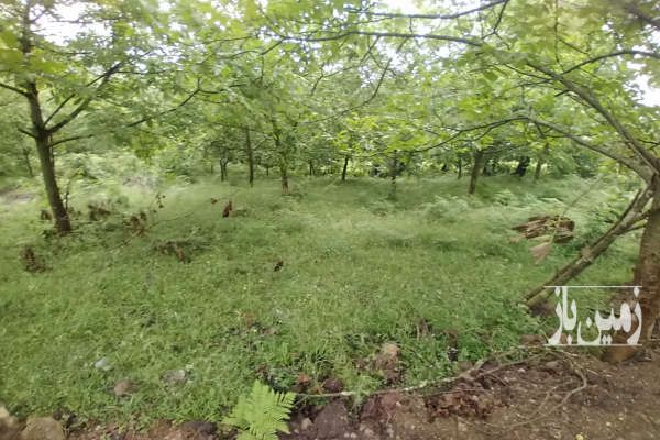 زمین دارای ویو جنگلی در مازندران چمستان لاویج ۵۰۰ متر-3