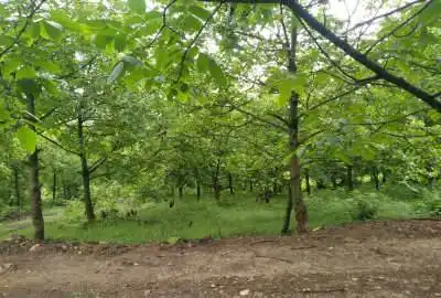 زمین دارای ویو جنگلی در مازندران چمستان لاویج ۵۰۰ متر