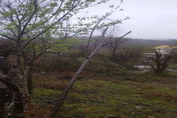 فروش زمین مسکونی روستای چهل گاچه سیاهکل ۳۰۰ متر-4