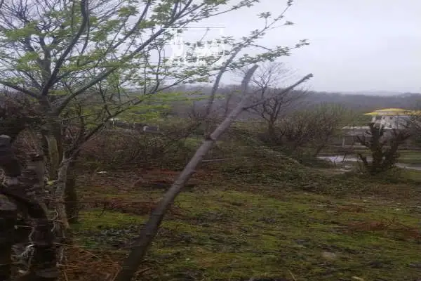 فروش زمین مسکونی روستای چهل گاچه سیاهکل ۳۰۰ متر - تصویر 4