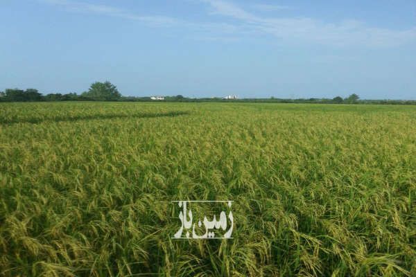 زمین برنجی در پلنگ آباد نشتارود ۱۴ هزار متری-1