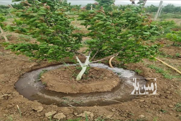 زمین باغی با اتاقک ۲۰ متری با ۲۵۰ اصله درخت در شفیع آباد-1
