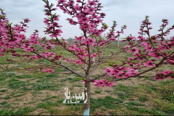 زمین باغی با اتاقک ۲۰ متری با ۲۵۰ اصله درخت در شفیع آباد-2