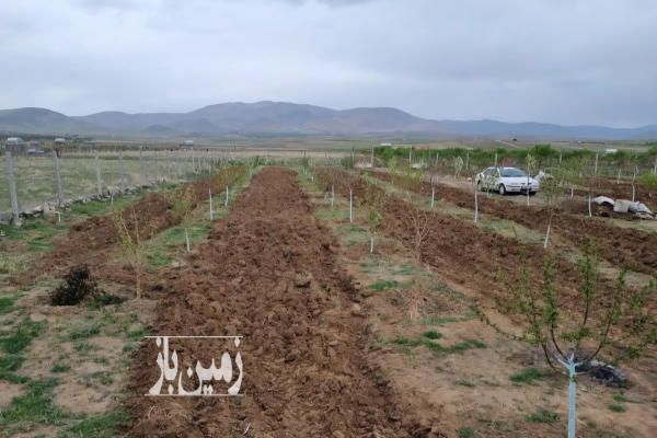 زمین باغی با اتاقک ۲۰ متری با ۲۵۰ اصله درخت در شفیع آباد-3