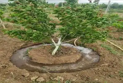 زمین باغی با اتاقک ۲۰ متری با ۲۵۰ اصله درخت در شفیع آباد