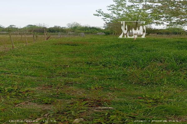 پانصد متر زمین باغات گوراب زرمیخ روستای پشت مخ-1