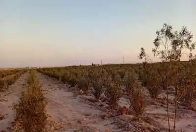 زمین کشاورزی با حقابه لب جاده ۵۰۰۰۰ متر