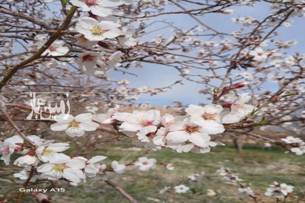 فروش باغ سیب روستای قلعه قدم ۲۱۰۰ متر-1
