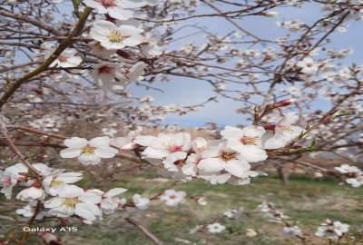 فروش باغ سیب روستای قلعه قدم ۲۱۰۰ متر