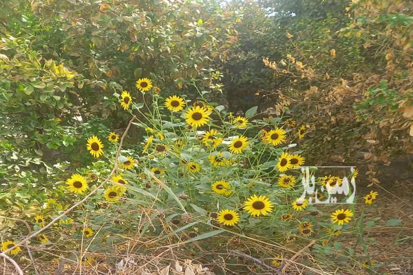 سه ونیم هکتار زمین کشاورزی میثم آباد-1
