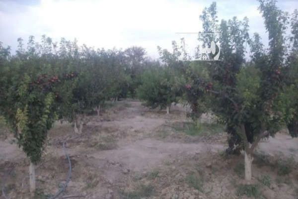 باغچه ۱۳۴۲ متر زمین رباط کریم خیابان نوده-3