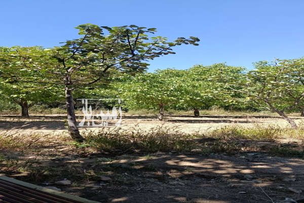 زمین کشاورزی در فریدونشهر بلوار بسیج وحدت آباد ۱۰۰۰ متر-1